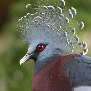 Victoria Crowned Pigeon @ Chester 23.06.2012