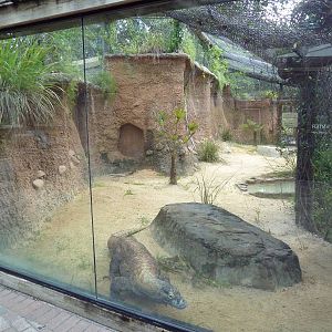 Asian Gardens - Komodo Dragon Exhibit