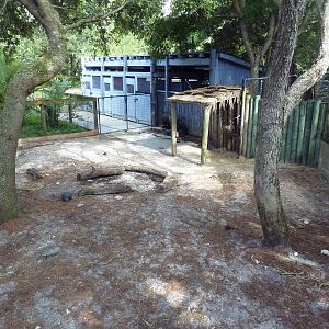 Asian Gardens - Lowland Anoa Exhibit