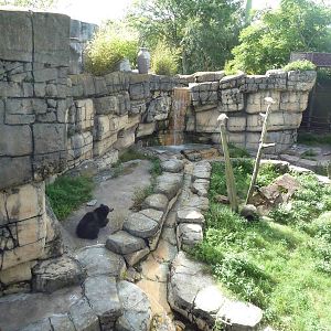 Asian Gardens - Sloth Bear Exhibit