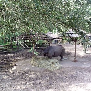 Asian Gardens - Indian Rhino Exhibit