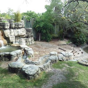 Asian Gardens - Tufted Deer/Reeves' Muntjac Exhibit