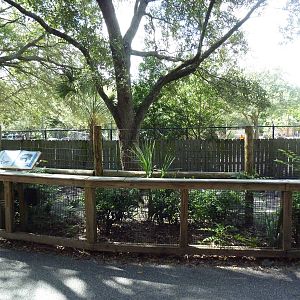 Asian Gardens - Visayan Warty Pig Exhibit