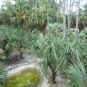 Native Florida - Key Deer/Whooping Crane Exhibit