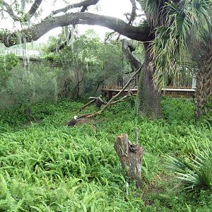Native Florida - Bald Eagle Exhibit