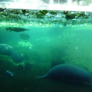 Manatee + Aquatic Center