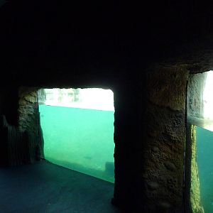 Manatee + Aquatic Center