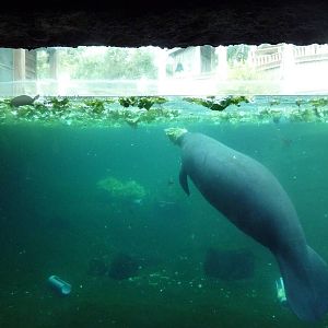 Manatee + Aquatic Center
