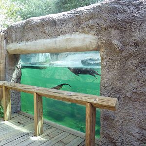 Native Florida - River Otter Exhibit