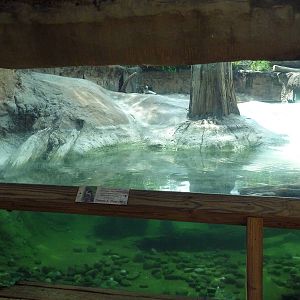 Native Florida - River Otter Exhibit