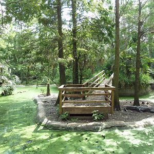 Native Florida - American Alligator Exhibit