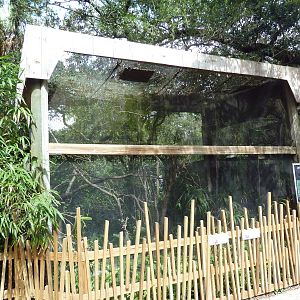 Native Florida - American Kestrel Exhibit