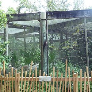 Native Florida - Mauritius Pink Pigeon Exhibit