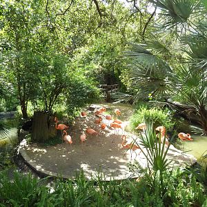 Native Florida - Caribbean Flamingo Exhibit