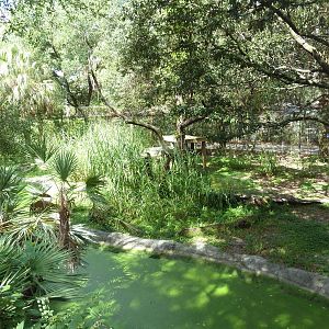 Native Florida - American Black Bear Exhibit