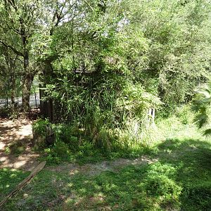 Native Florida - American Black Bear Exhibit