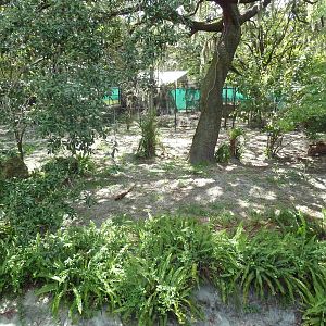Native Florida - Red Wolf Exhibit