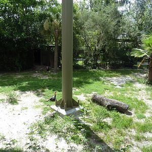 Native Florida - Wild Turkey Exhibit