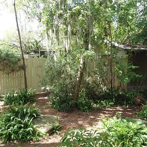 Native Florida - Sandhill Crane Exhibit