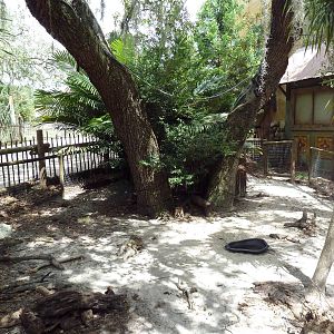 Safari Africa - Radiated Tortoise Exhibit