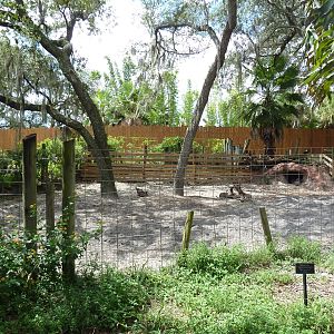 Safari Africa - Warthog Exhibit