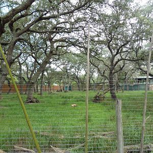 Safari Africa - Mixed-Species Exhibit (4 Species)