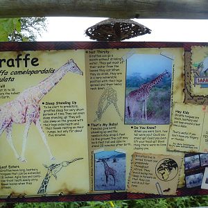 Safari Africa - Impressive Giraffe Sign