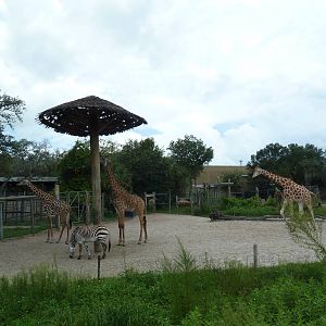 Safari Africa - Reticulated Giraffe/Hartmann's Mountain Zebra Exhibit