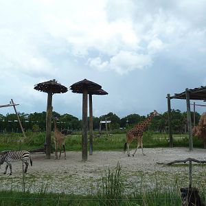Safari Africa - Reticulated Giraffe/Hartmann's Mountain Zebra Exhibit
