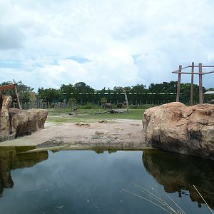 Safari Africa - Elephant/Impala Exhibit