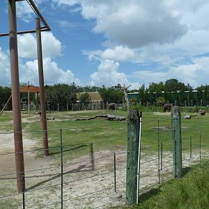 Safari Africa - Elephant/Impala Exhibit