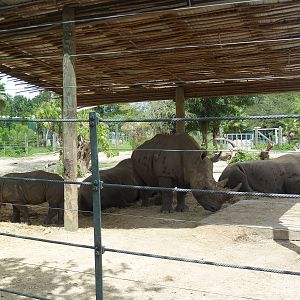 Safari Africa - White Rhino/Grevy's Zebra Exhibit