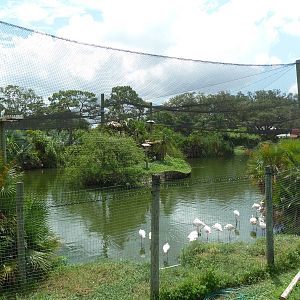 Safari Africa - Enormous Aviary