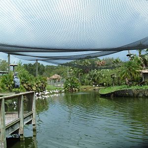 Safari Africa - Enormous Aviary - See 2 Shoebill Storks?