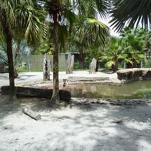 Safari Africa - Pygmy Hippo Exhibit