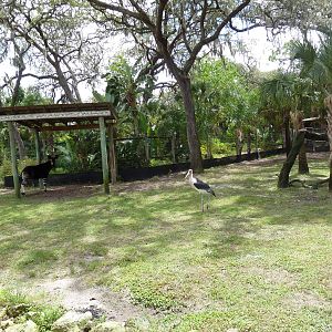 Safari Africa - Okapi/Marabou Stork Exhibit