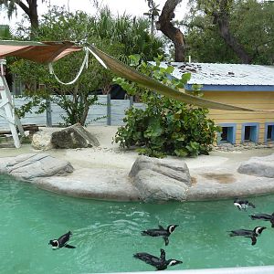 African Black-Footed Penguin Exhibit