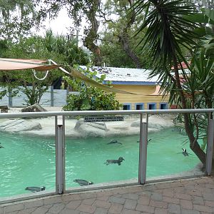 African Black-Footed Penguin Exhibit