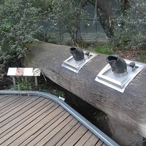 Exhibit in the Forest Gallery