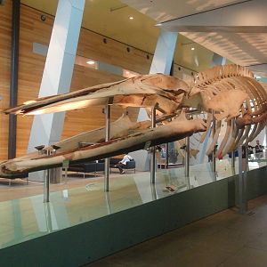 Pygmy Blue Whale Skeleton