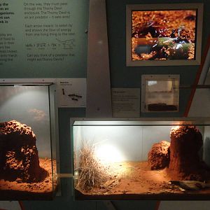 Black Ant Exhibit