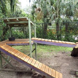 Wallaroo Station - New Guinea Singing Dog Exhibit