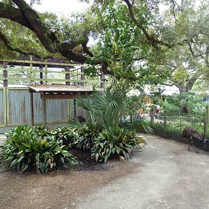 Wallaroo Station - Emu Exhibit