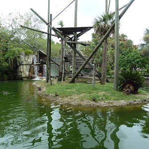 Primate World - Angolan Colobus Monkey Exhibit