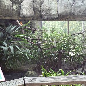 Primate World - Golden Lion Tamarin Exhibit