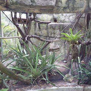 Primate World - Bolivian Grey Titi Monkey Exhibit