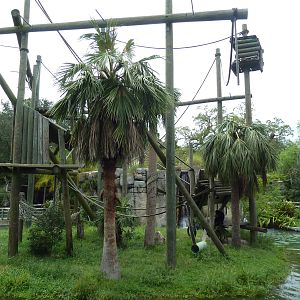 Primate World - Siamang Exhibit