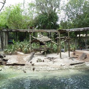 Primate World - Wolf's Guenon Exhibit