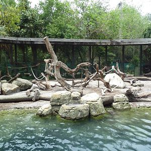 Primate World - Mandrill Exhibit