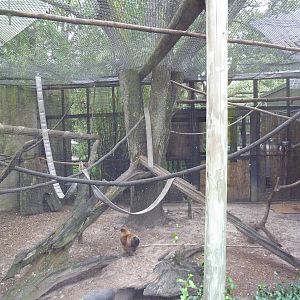 Primate World - Squirrel Monkey Exhibit